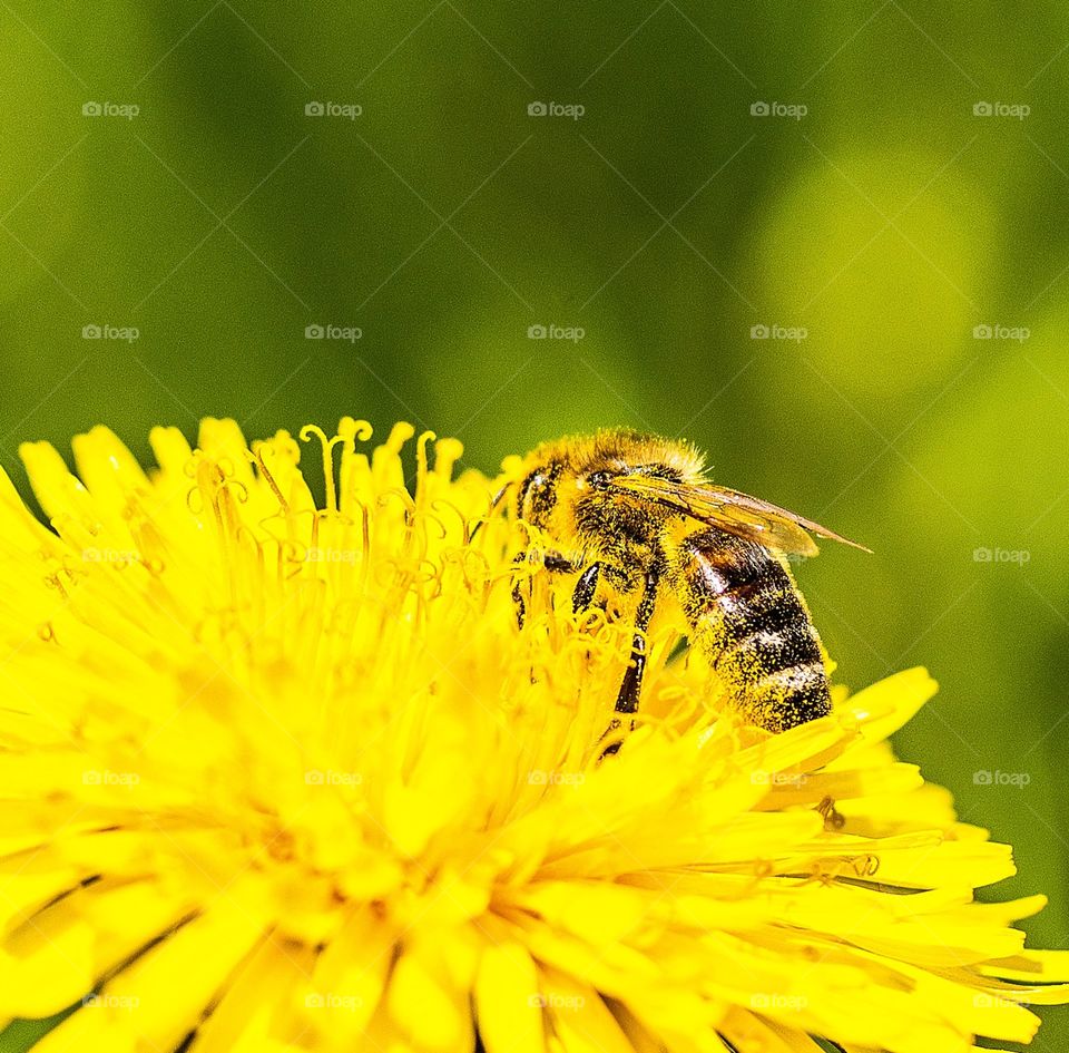 Bee on dandelion