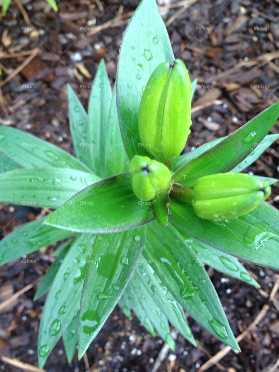 Spring flower buds