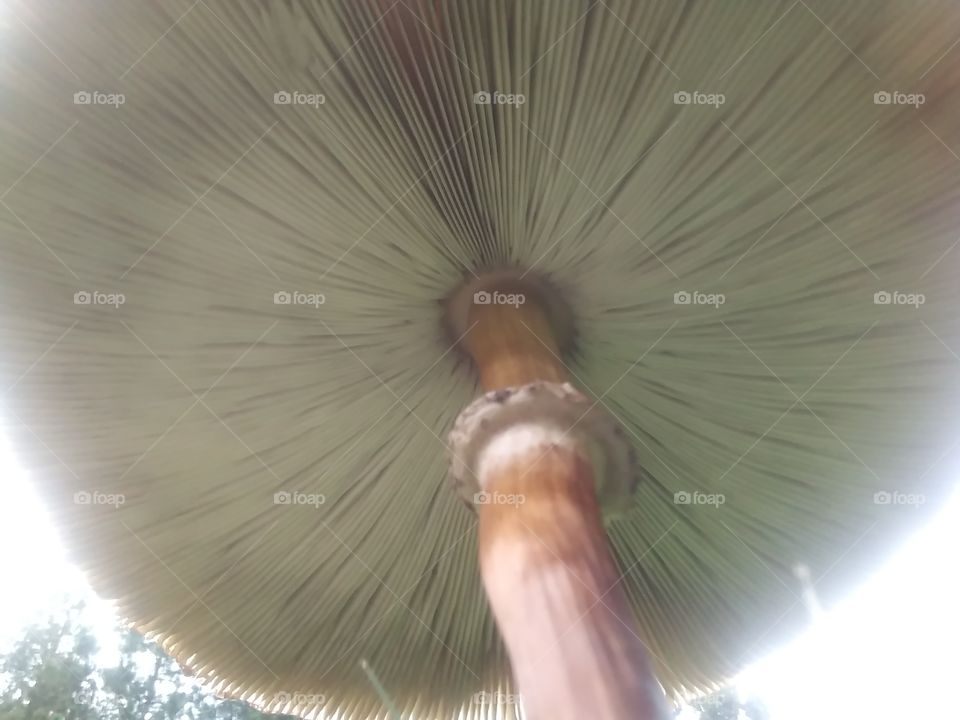mushroom view from a bugs perspective