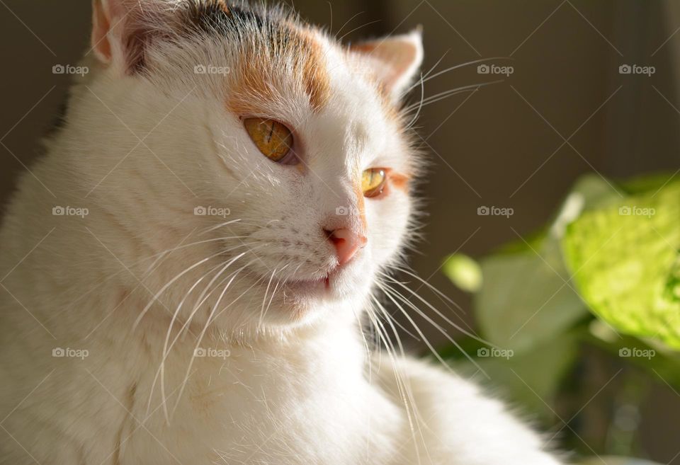 cat beautiful portrait