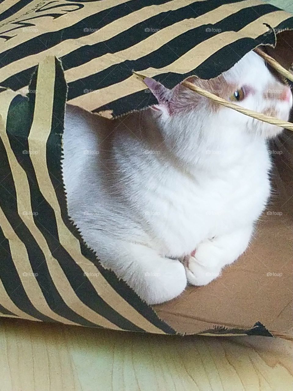 Cat-in the-bag