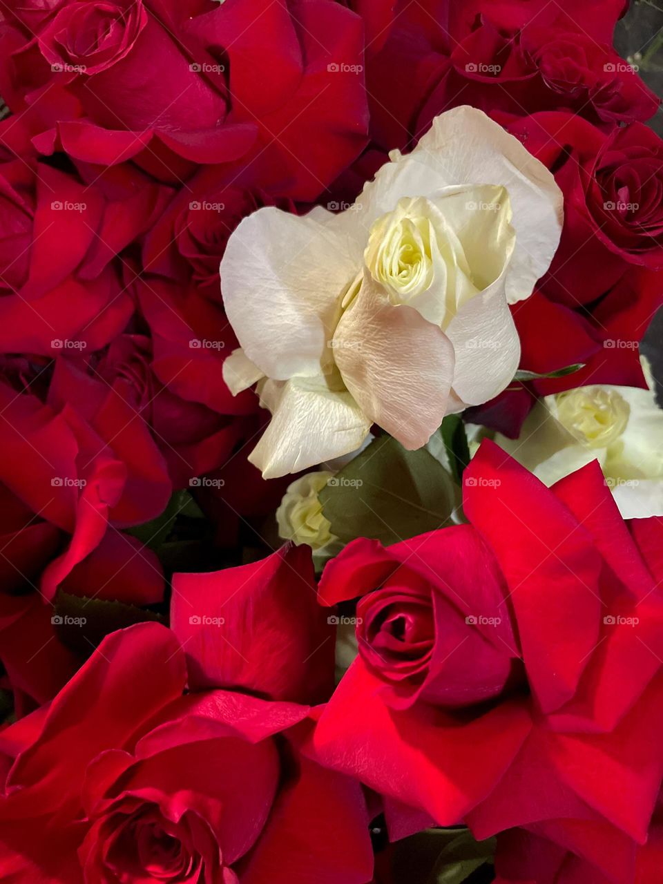 bouquet of beautiful red and white roses, a gift of love 