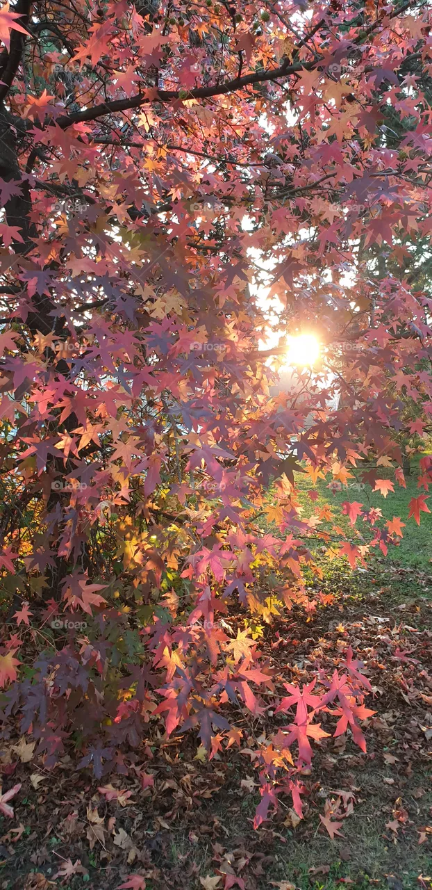 autumn sun