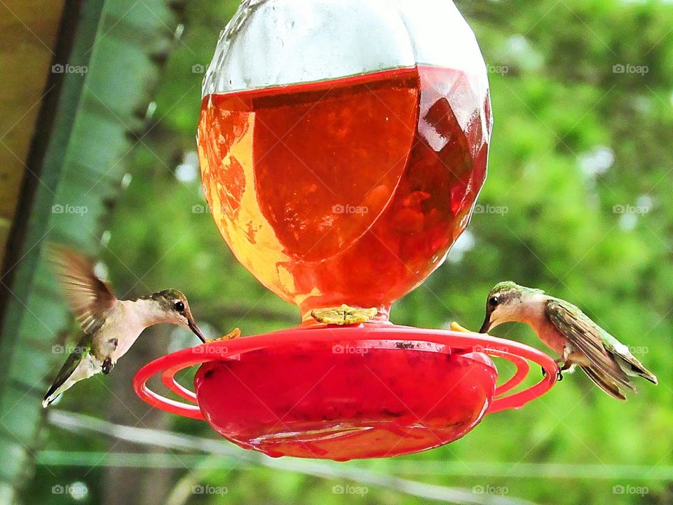 hummingbirds drinking from feeder