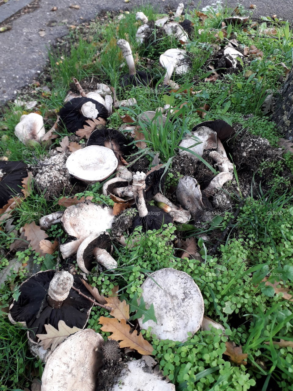 Mushrooms in the city