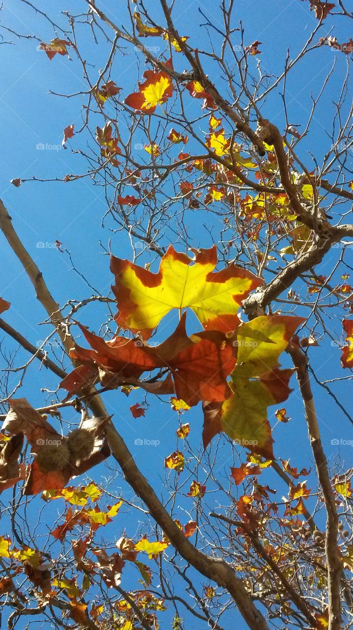 Colors of Fall. Looking up through the leaves