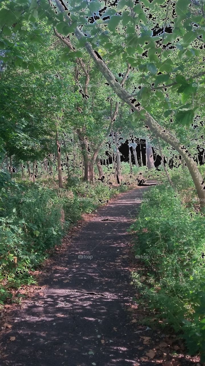 wooded path