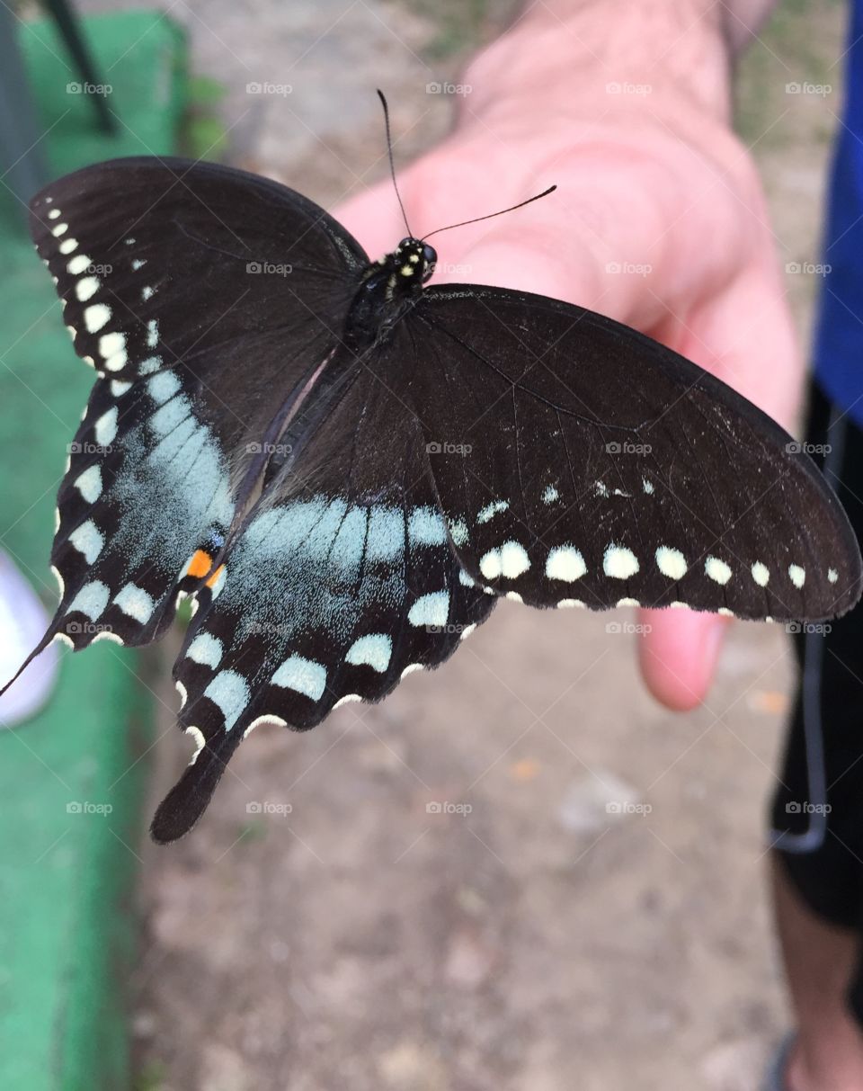 A beautiful black and blue butterfly on the hand of teenage boy.
