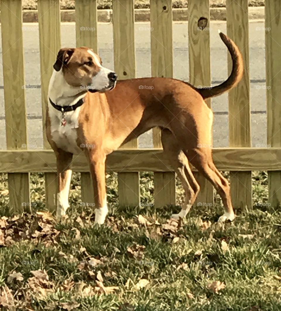 Dog in Yard