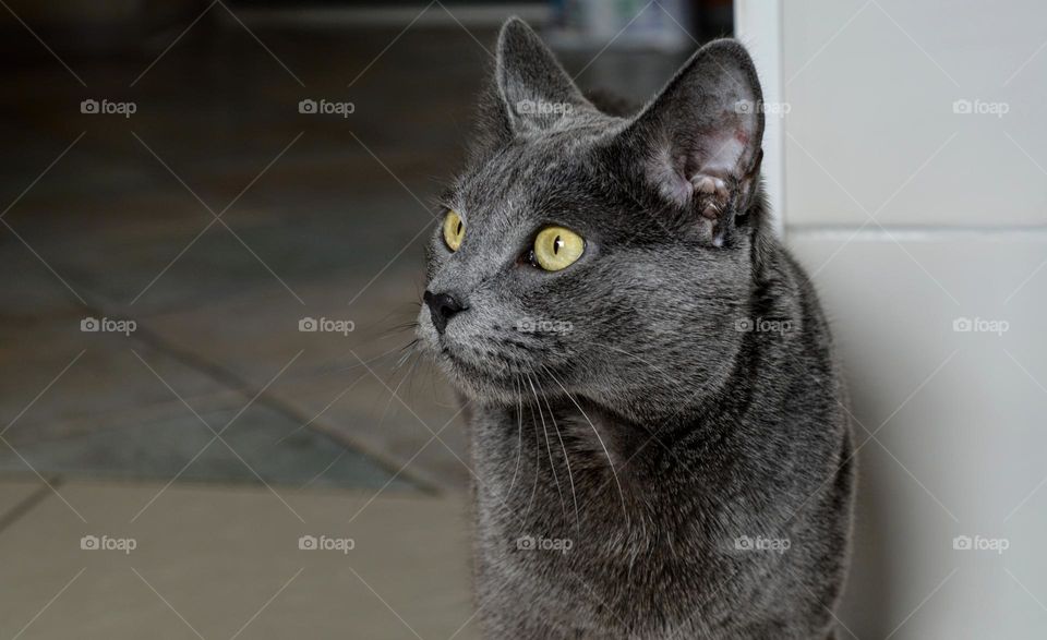 russian blue cat beautiful portrait home