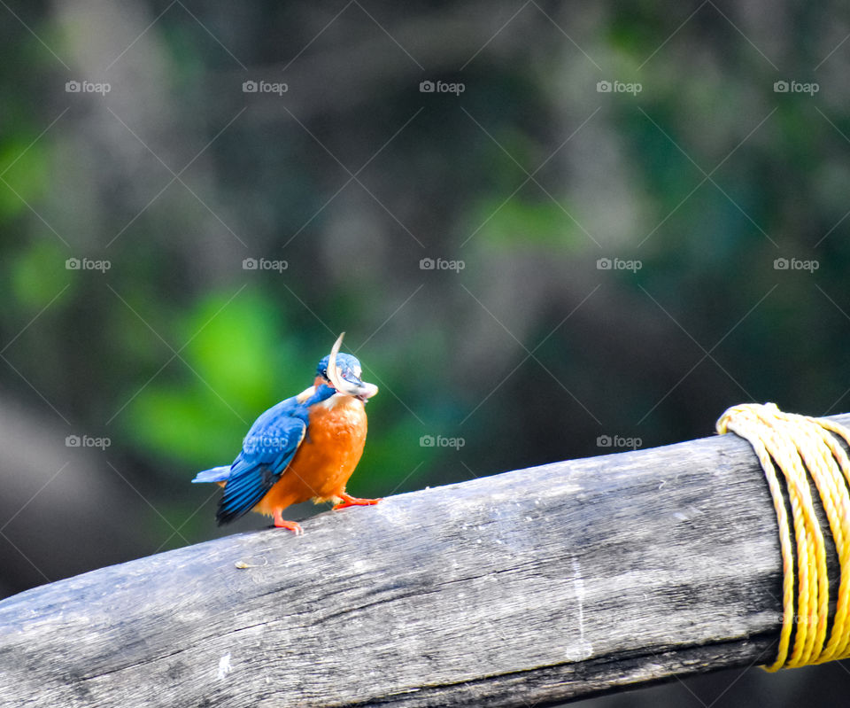 Kingfisher with tiny fish in its beak