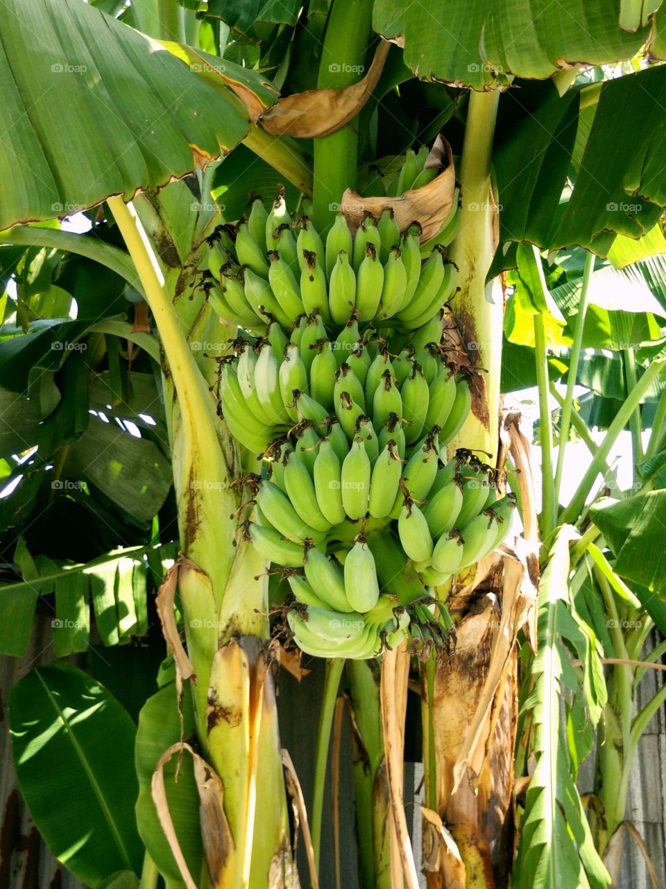Banana un my garden