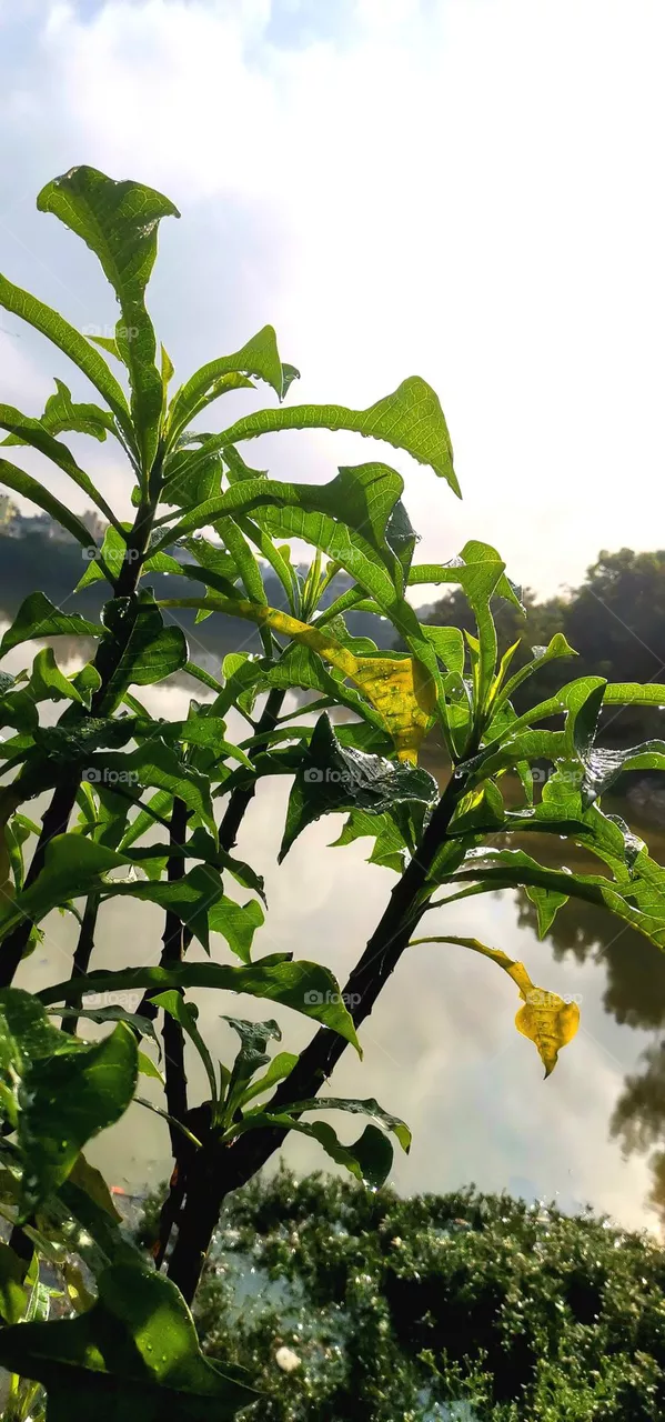 plant4