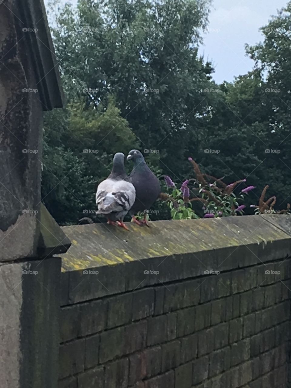 #mycityisbeautiful pigeon 