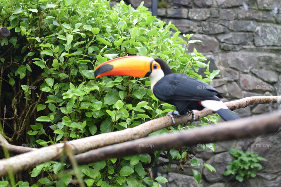 bird toucan