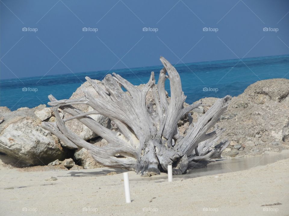 Driftwood Snorkel Beach Bermuda