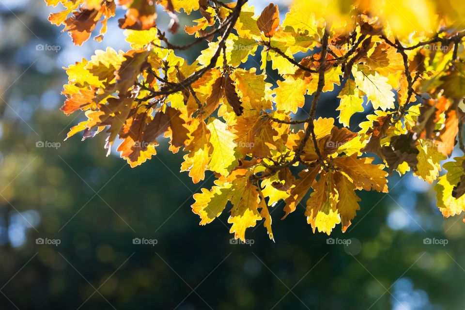 Oak tree leaves in the forest changing colors in the fall, shot in backlight from the sun 
