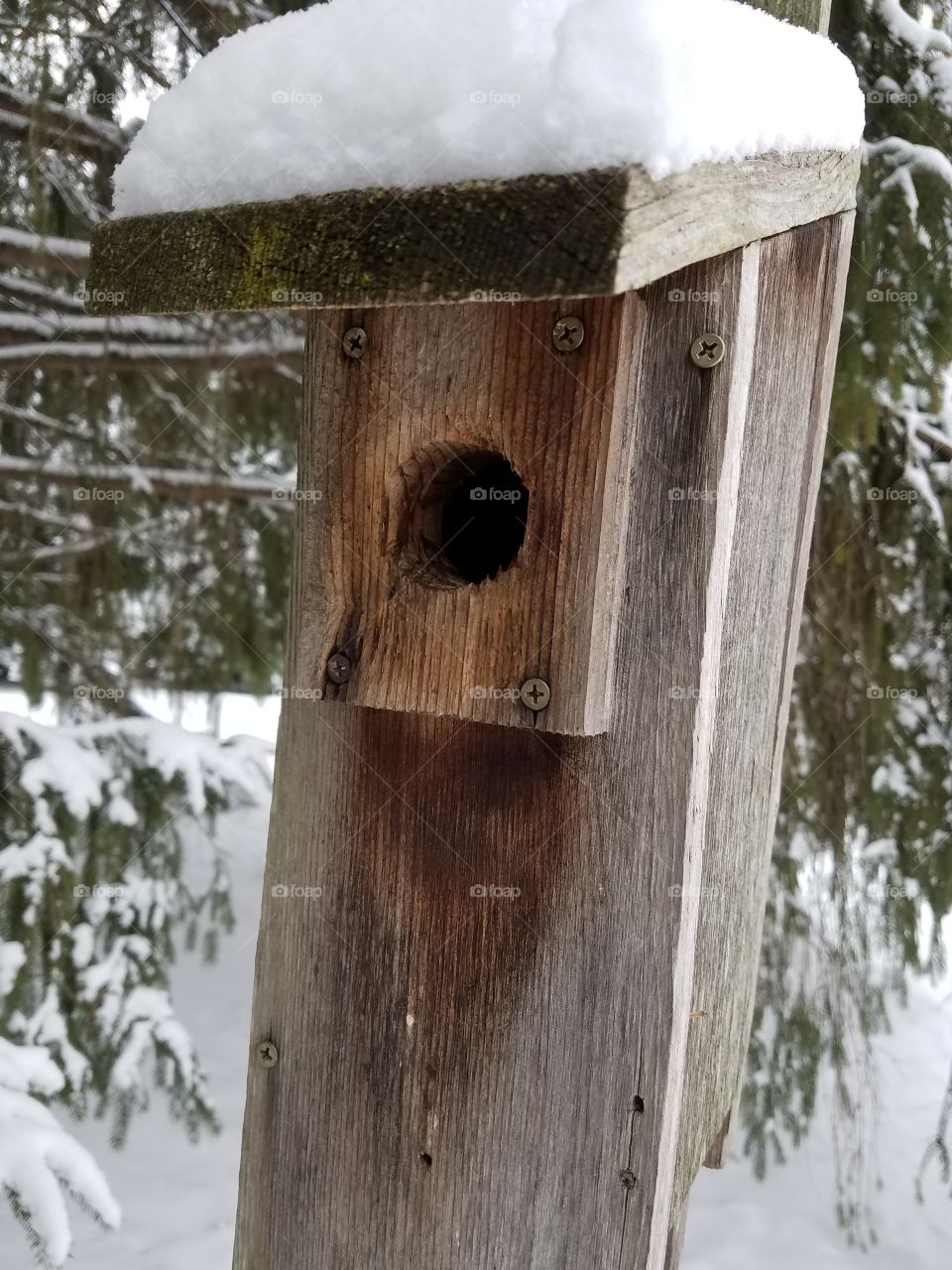 bluebird house in snow