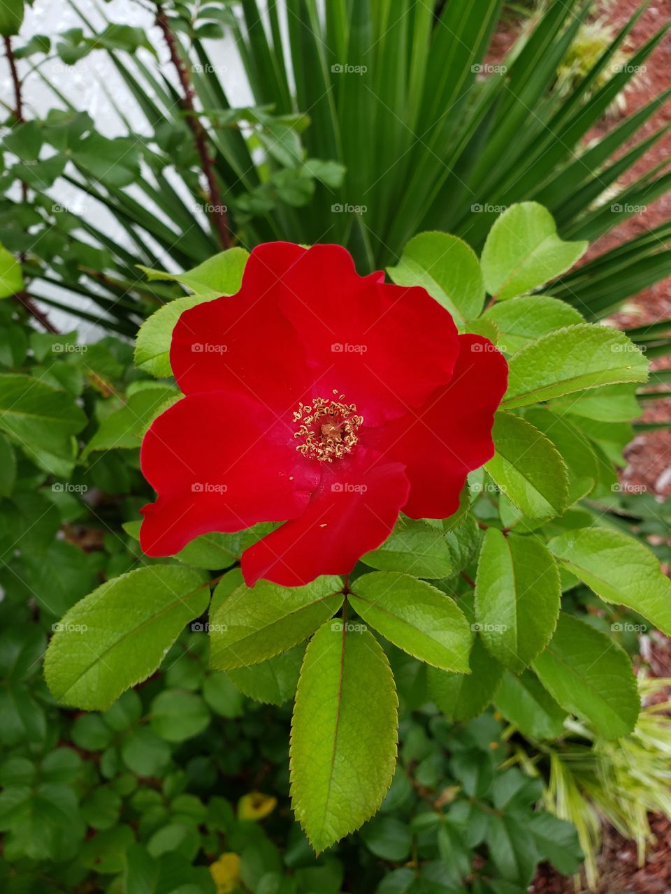red bloom