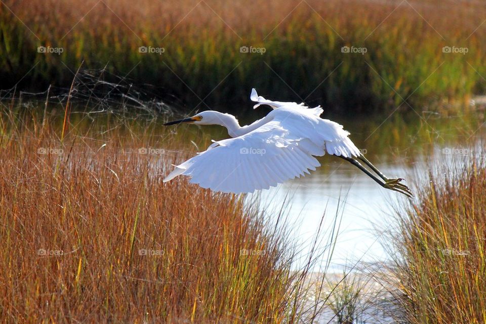 Snowy egret in flight