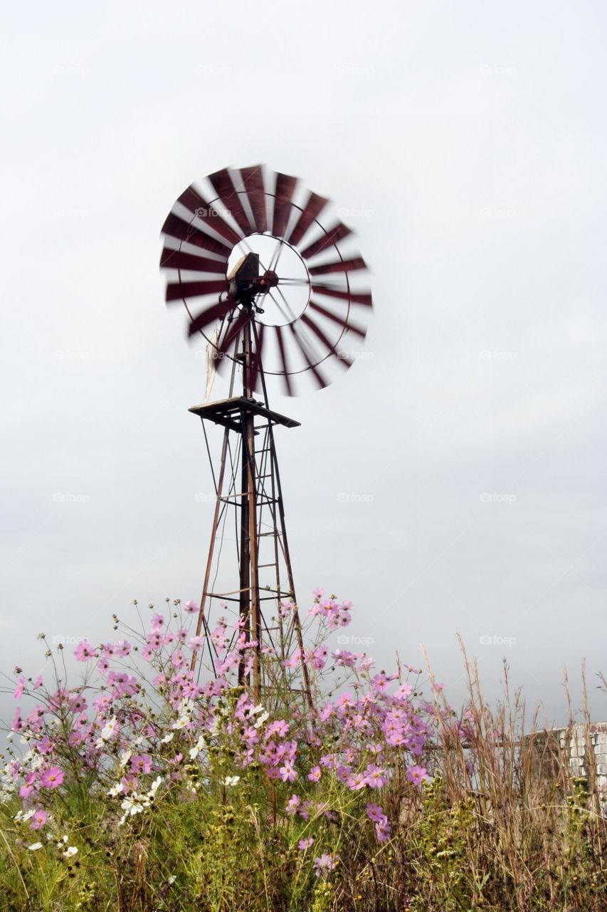 Cosmos Windmill