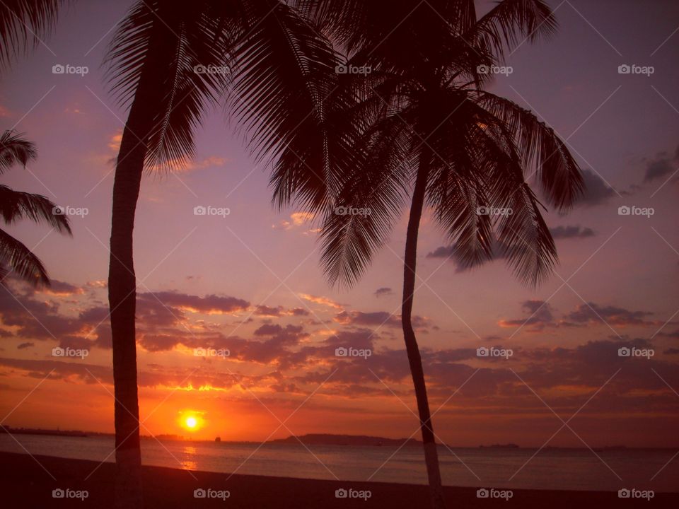 Beach Palm Sunset