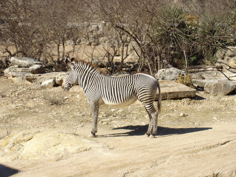 mammals animals zebra lonely by brandongrif