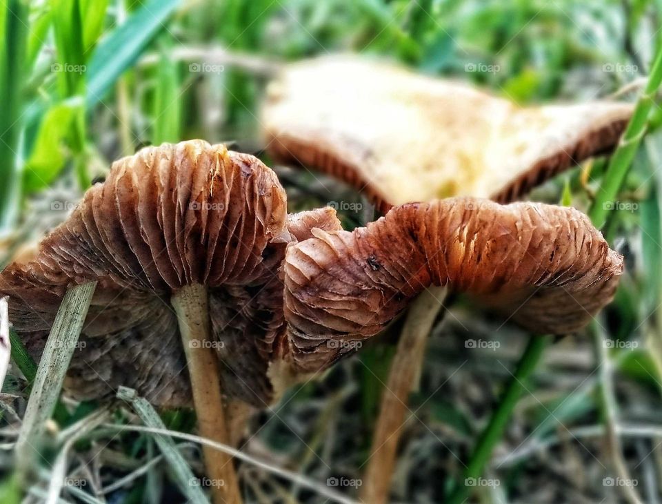 mushroom photo