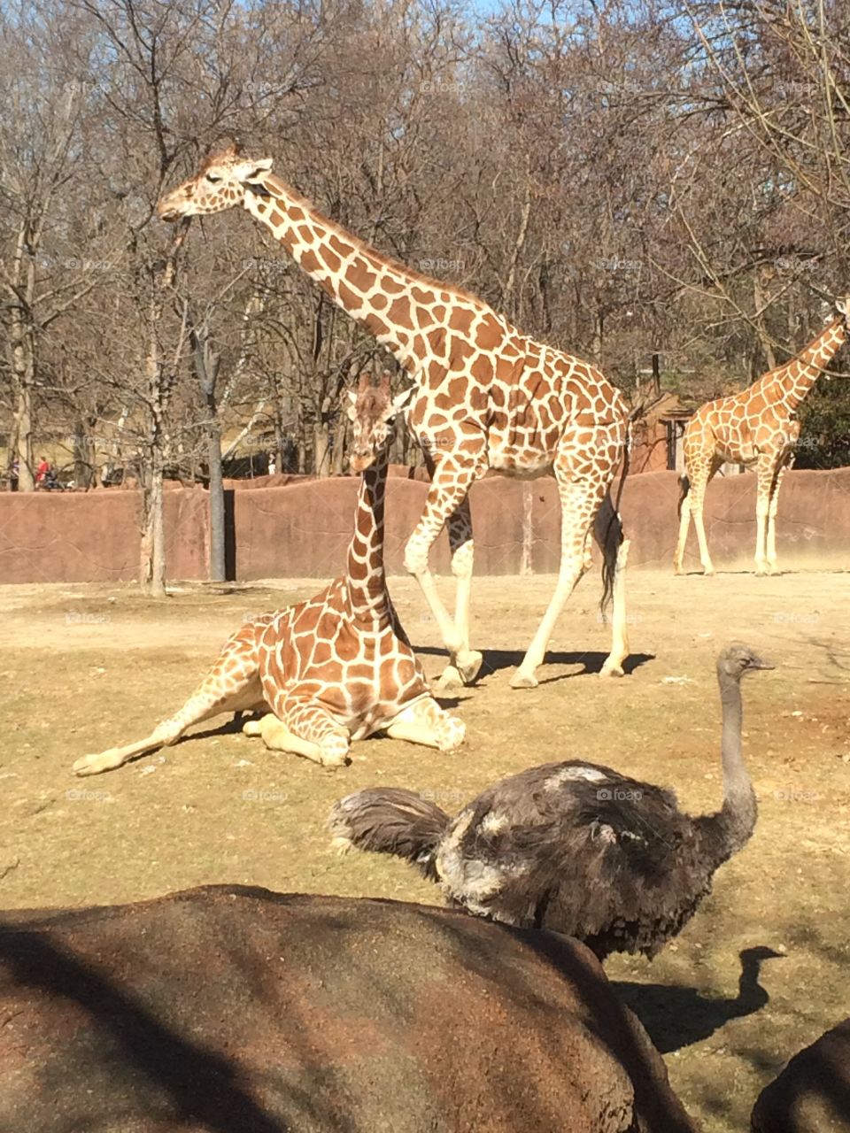 Giraffe, Mammal, Wildlife, Nature, No Person