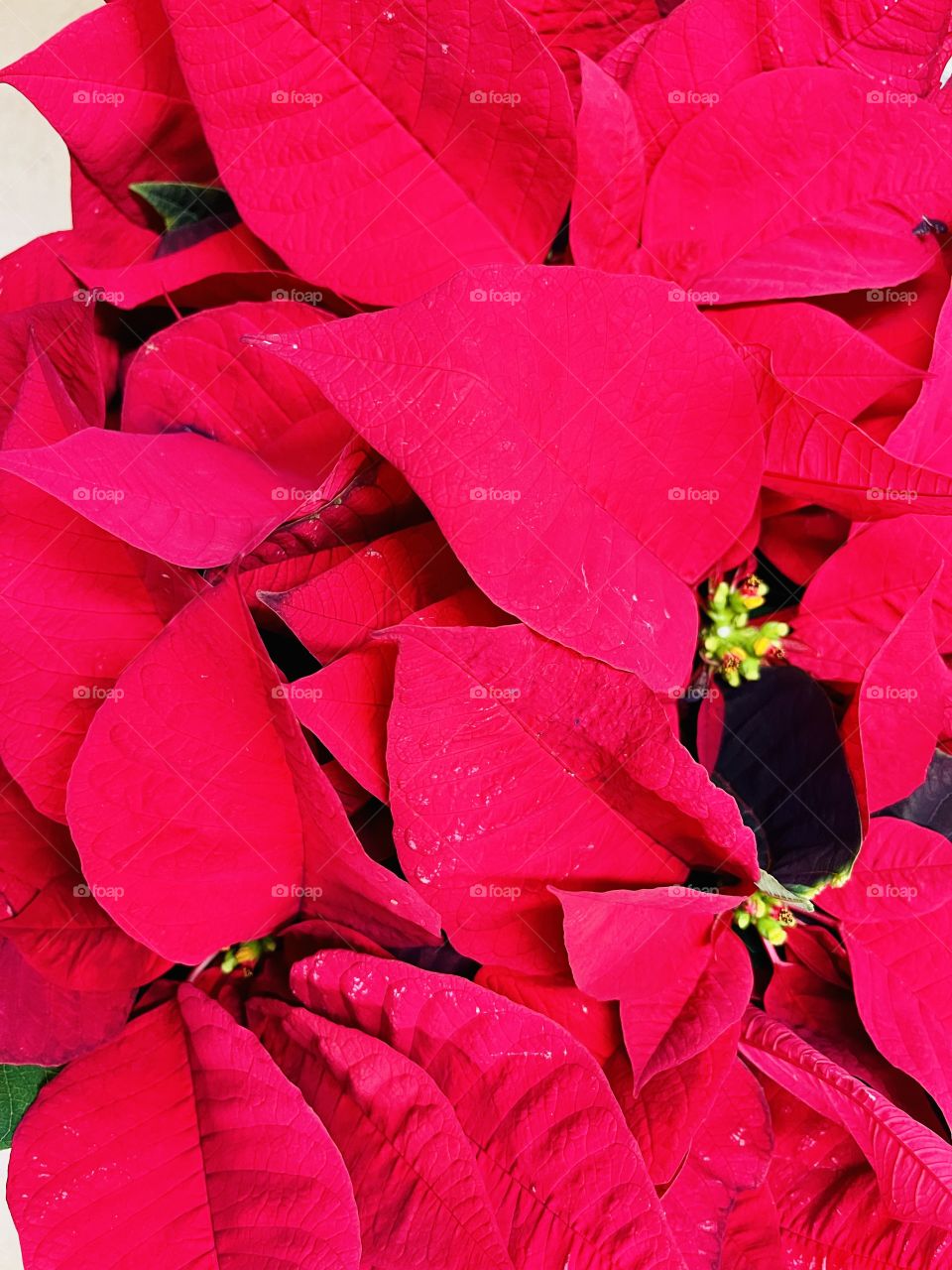 Poinsettia-A vibrant red flowering plant widely used in Christmas floral displays. 