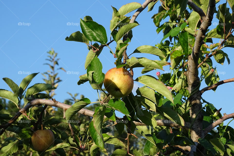 Apple orchard scene