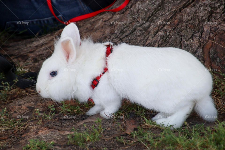 White pet rabbit