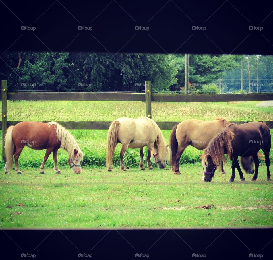 Miniature horse mares