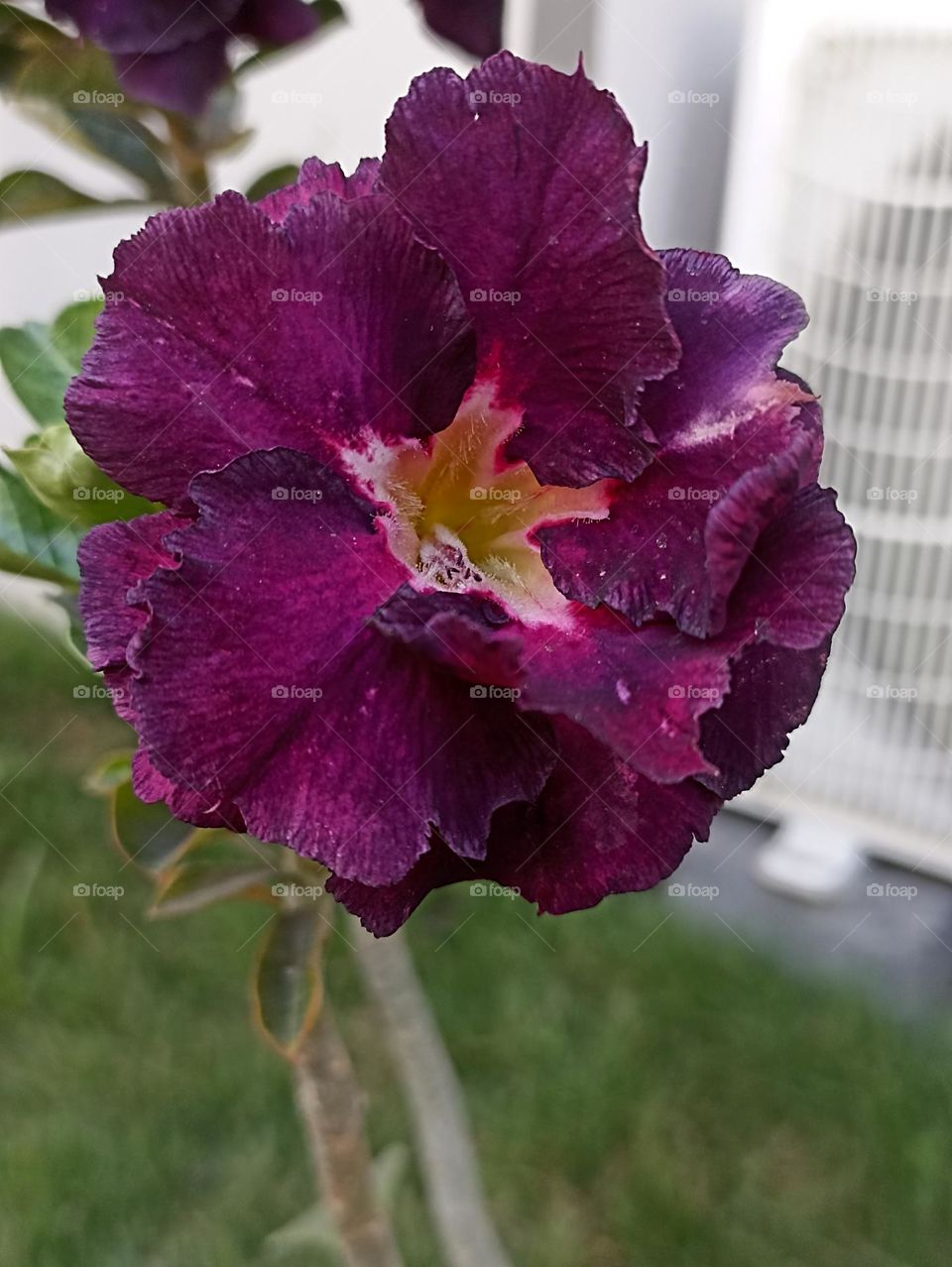 wonderful adenium varieties high bread or desert Rose.