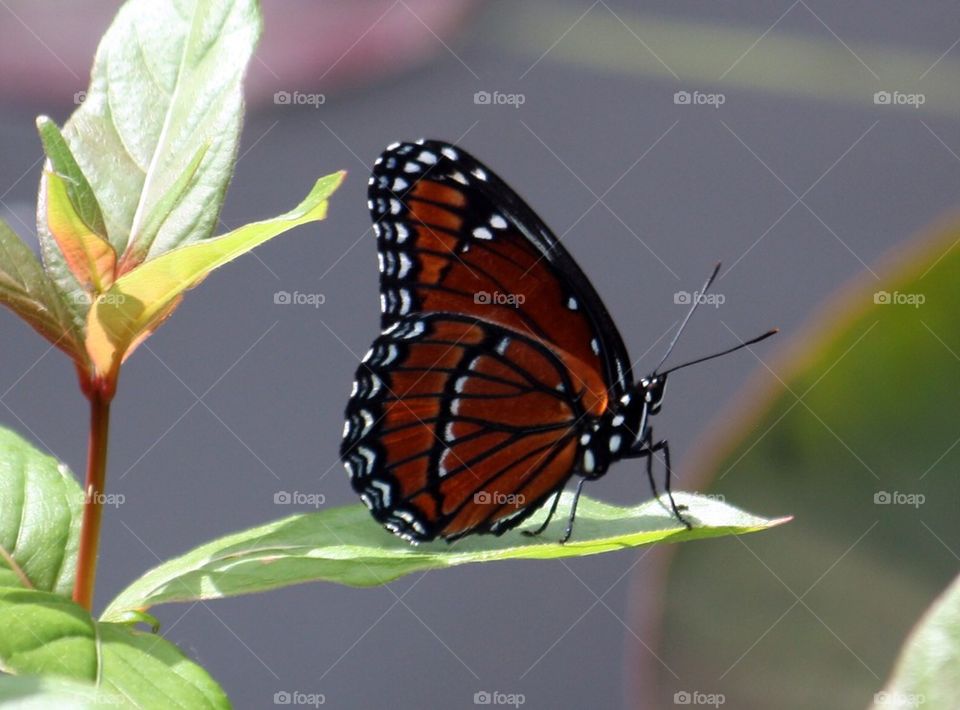 Monarch butterfly