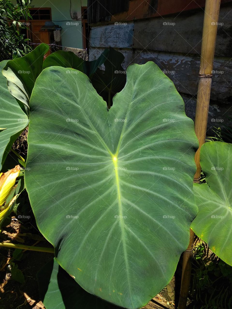 wrong taro tree which became a source of food for the people during the Dutch colonial period. This tree can be found around swamps and has broad leaves.
