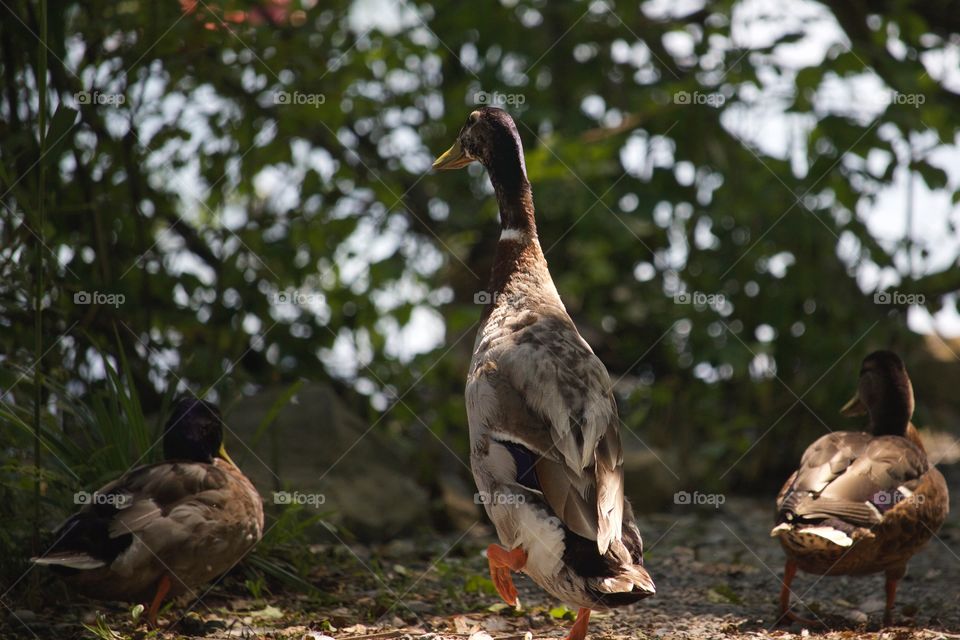 Wild Ducks