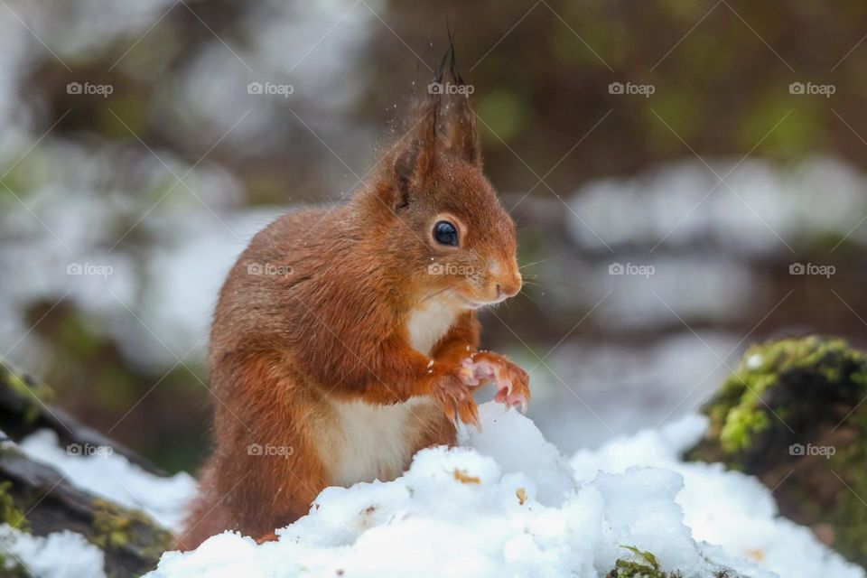 Red squirrel close-up in snow in Brussels