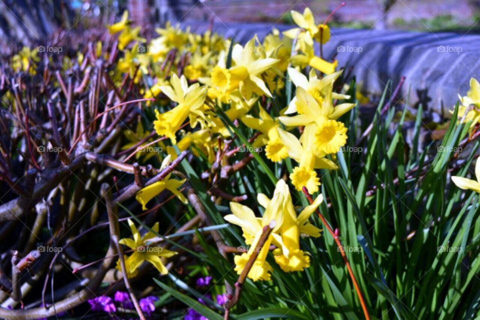 Row of Daffodils
