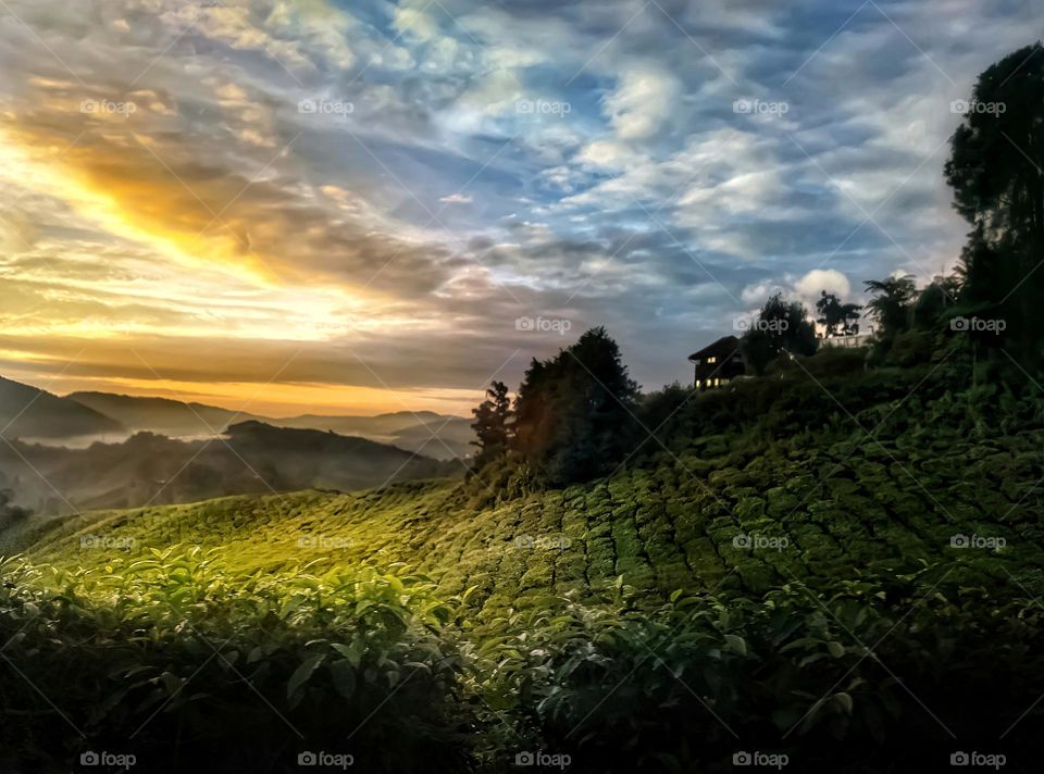Sunrise on tea plantation fields