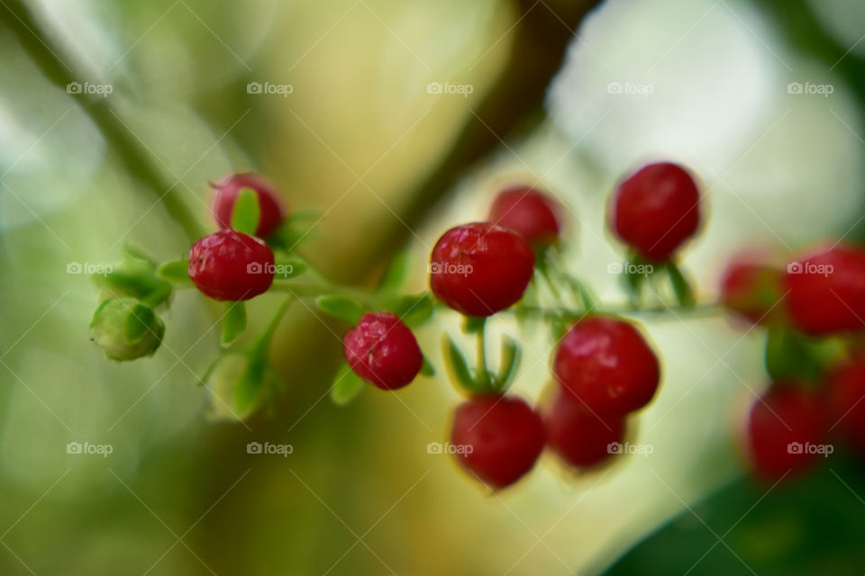 red berries