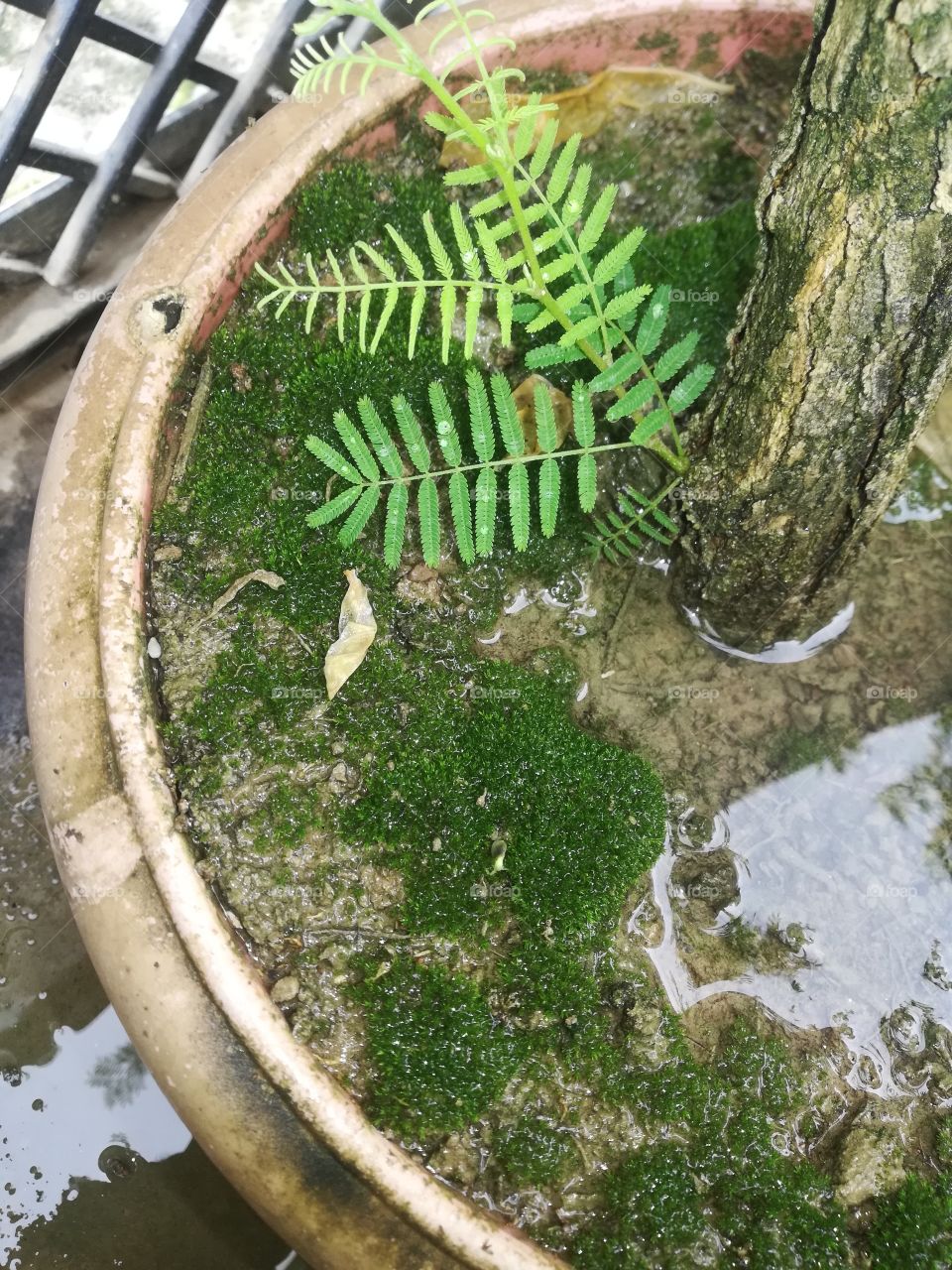 algae in flower vessel