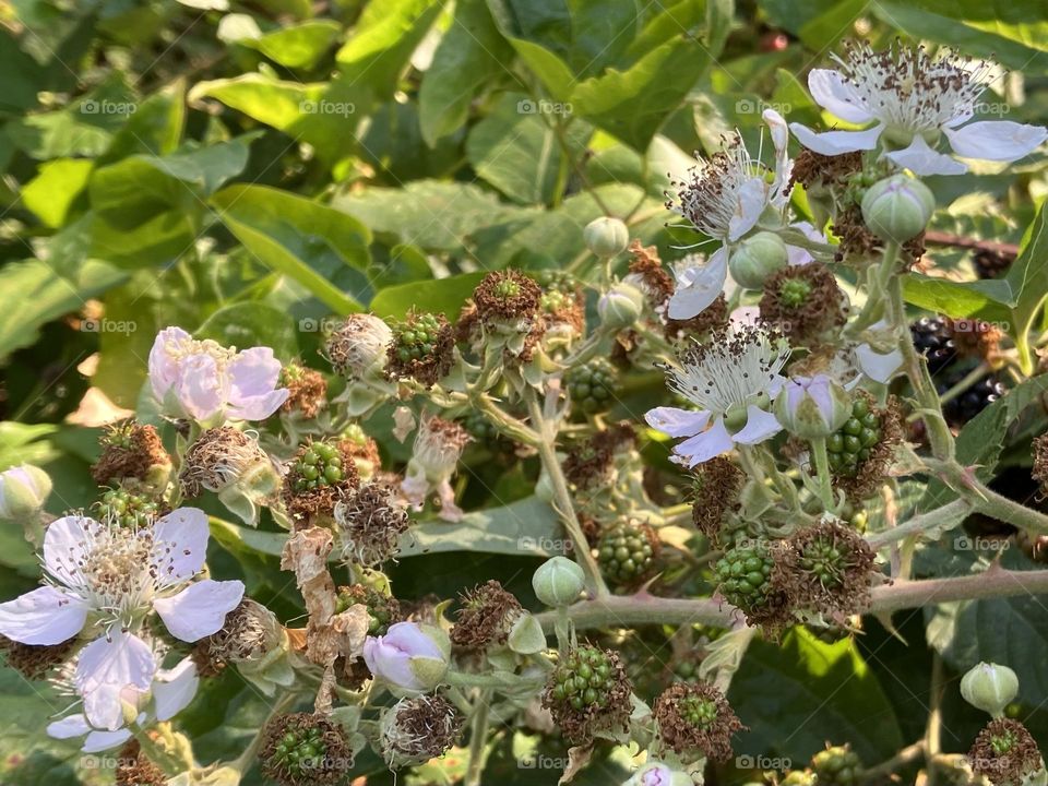 Rubus between flowers and fruits