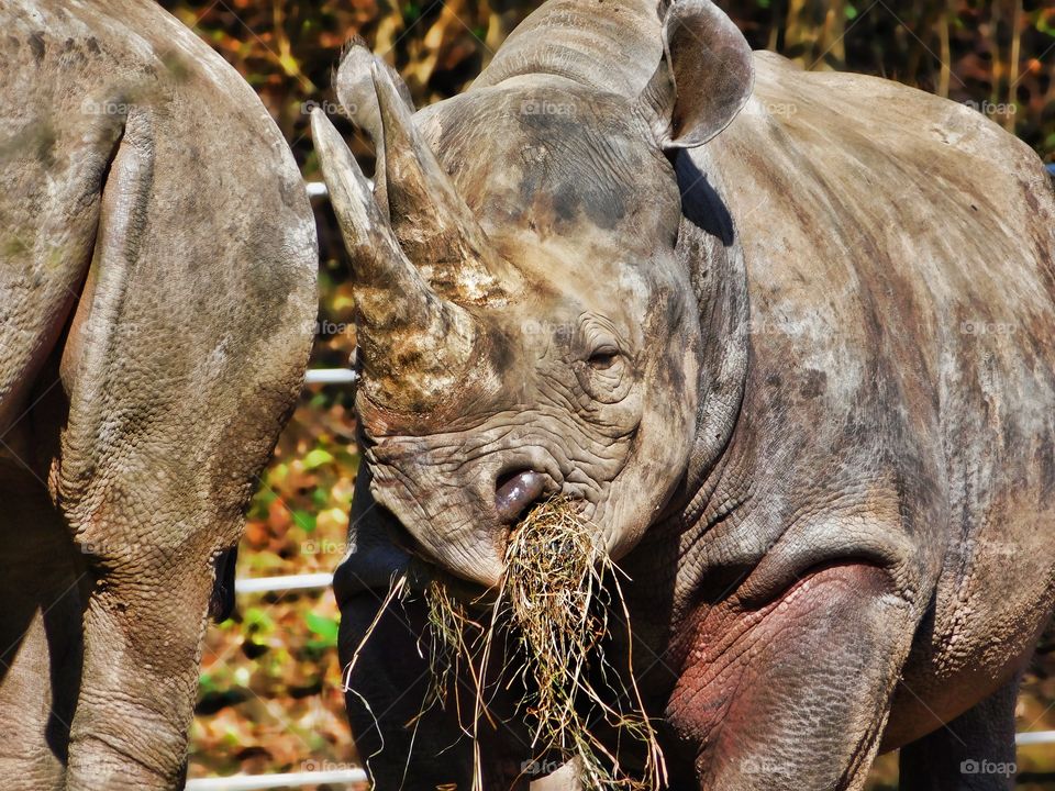 Baby Rhino Eating Hay