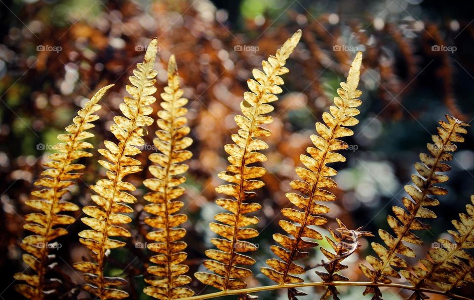 Fern leaves that are browning in the autumn sun