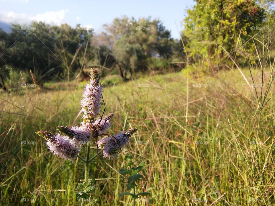 Grass spider waiting for prey