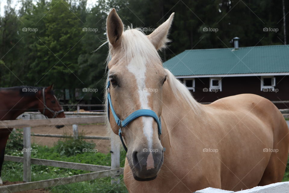 beige horse with white mane on the ranch. Portrait of beautiful horse with golden mane. Toksovo, Saint Petersburg