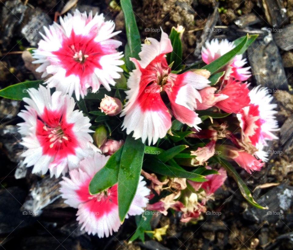 Spring flower. Early spring flowers