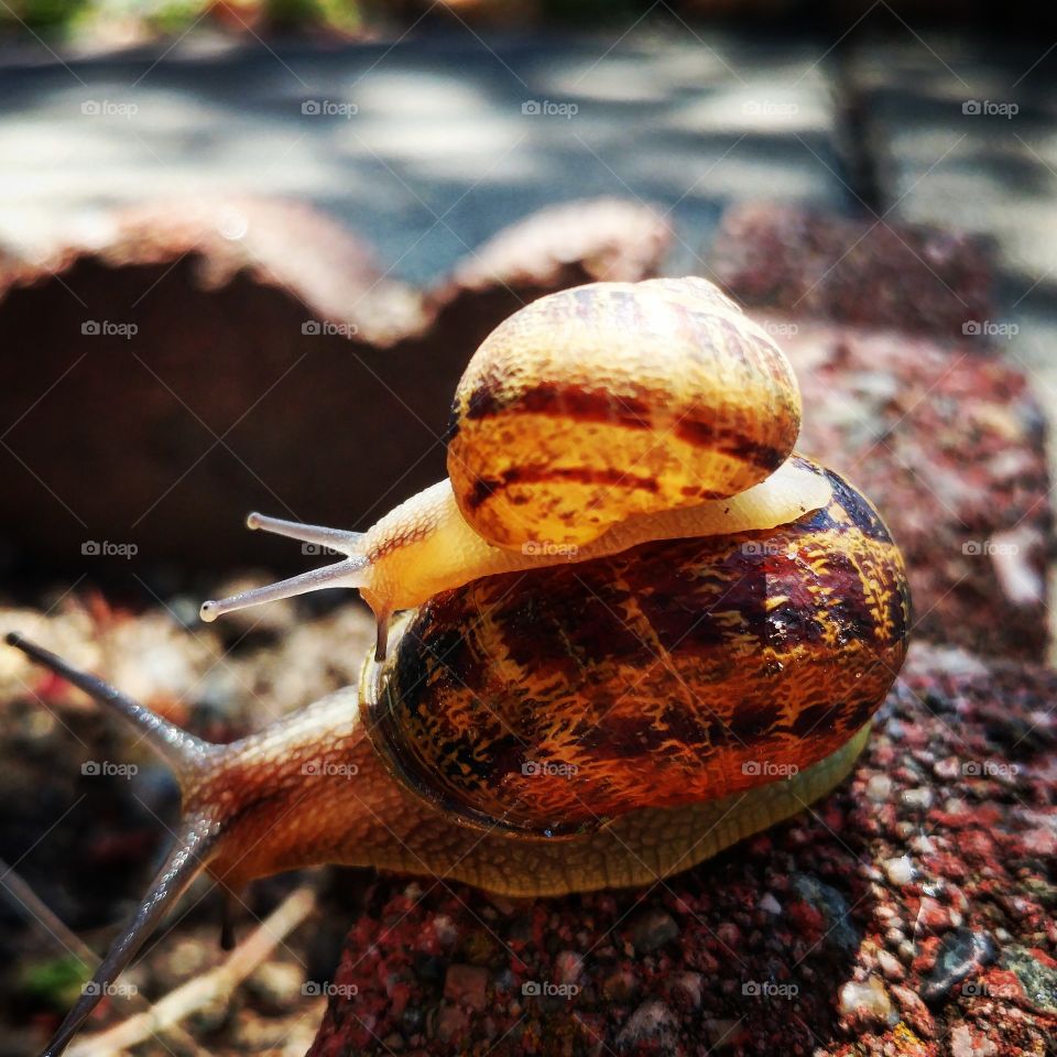 snailride
