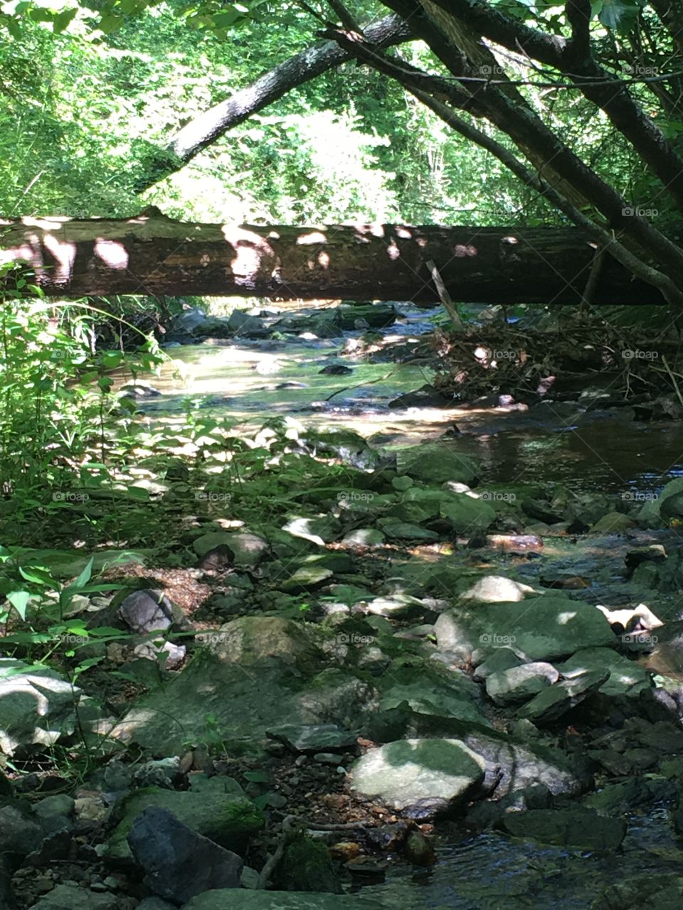 A peaceful creek in a forest